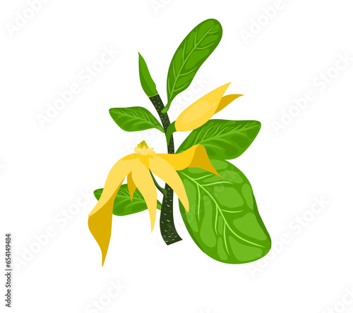 vector illustration of Champaka flower(Magnolia champaca, champak, Michelia champaca)
