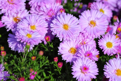 Purple Aster dumosus in the garden. Symphyotrichum dumosum.