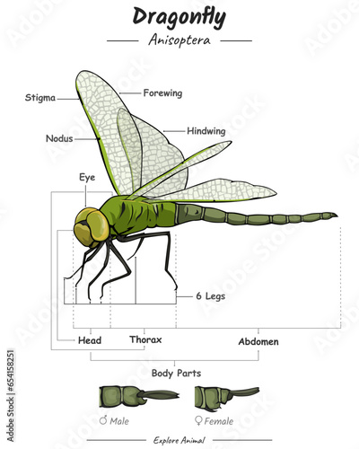 Dragonfly External Anatomy.
