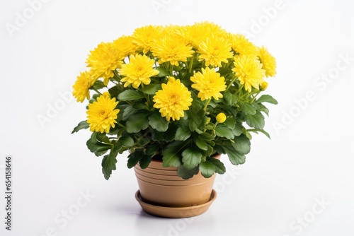 Beautiful bush of yellow chrysanthemums in flower pot. Autumn flowers.
