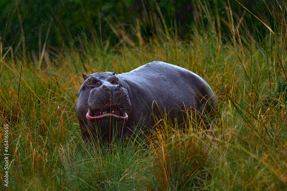 African Hippopotamus, Hippopotamus amphibius capensis, with evening sun, animal in the nature water habitat, Khwai, Moremi in Botswana, Africa. Wildlife scene from nature. Hippo in long grass. African Hippopotamus, Hippopotamus amphibius capensis, with evening sun, animal in the nature water habitat, Khwai, Moremi in Botswana, Africa. Wildlife scene from nature. Hippo in long grass.