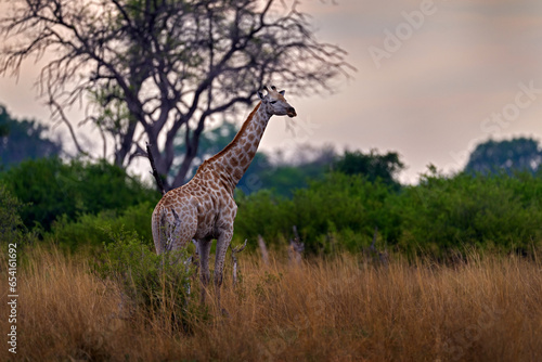 Giraffe in forest with big trees  evening light  sunset. Idyllic giraffe silhouette with evening orange sunset  Okavango delta in Botswana.