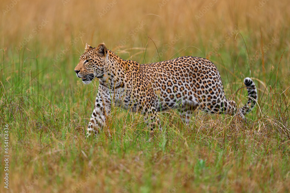 Africa wildlife. Leopard, Panthera pardus shortidgei, nature habitat, big wild cat in the nature habitat, sunny day on the savannah, Okavango delta Botswana. Wildlife nature. Africa wildlife. Leopard, Panthera pardus shortidgei, nature habitat, big wild cat in the nature habitat, sunny day on the savannah, Okavango delta Botswana. Wildlife nature.