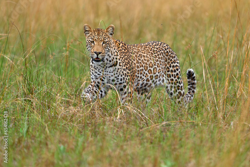 Africa wildlife. Leopard, Panthera pardus shortidgei, nature habitat, big wild cat in the nature habitat, sunny day on the savannah, Okavango delta Botswana. Wildlife nature.