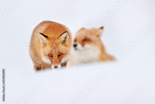 Red fox in white snow. Cold winter with two pait couple orange furry fox, Russia. Beautiful orange coat animal in nature. Detail close-up portrait of nice mammal.