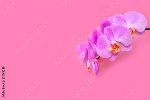 A branch of purple orchids lies on a pink background  © licvin