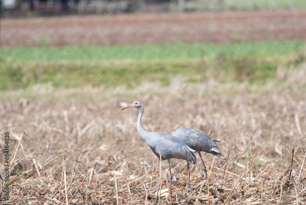 Fototapeta premium Sarus Crane juvenile
