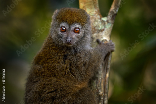 Eastern lesser bamboo lemur, Hapalemur griseus. grey monkey in the nature habitat. Andasibe Mantadia NP in Madagascar. Cute lemur with open muzzle with pink tongue. Madagascar - wildlife nature. © ondrejprosicky