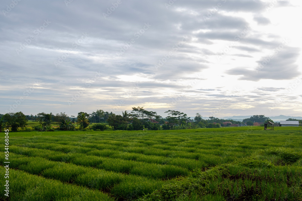 rice fields that are still cool in the morning and beautiful 