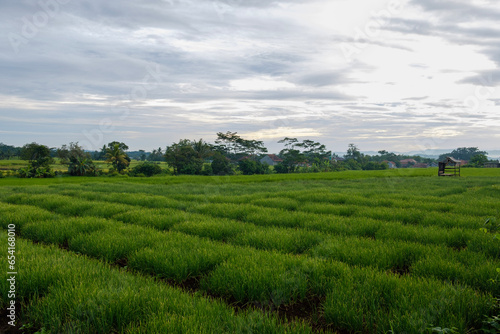 rice fields that are still cool in the morning and beautiful 
