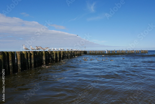 M  wen auf Buhnen in der Ostsee