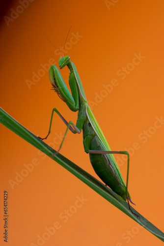 Mantide Religiosa (Mantis religiosa) su sfondo arancione photo