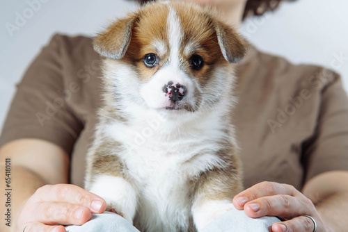Portrait of cute brown white puppy of welsh pembroke corgi looking at camera, sitting on legs of unrecognizable woman.