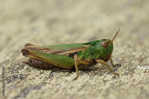Closeup of a European green grasshopper, Omocestus viridulus, sitting on wood © Henk