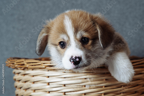Portrait of curious brown white puppy of dog welsh pembroke corgi trying to get out of wicker basket, raising paw. © Евгения Рубцова