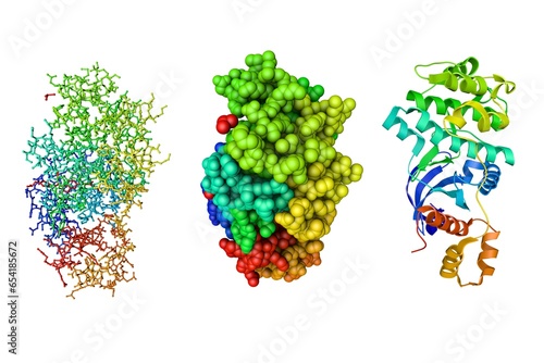 Maternal embryonic leucine zipper kinase in complex with an inhibitor. Molecular models and ribbons diagram based on protein data bank entry 5mai. Rainbow coloring from N to C. 3d illustration photo