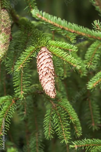 Close up of the fir-tree branches in a wild forest.