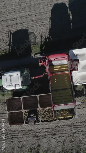 Harvesting potatoes in September