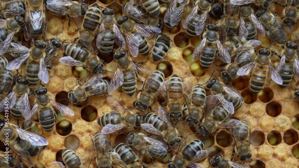 Colony bees on honeycomb in apiary. Beekeeping in countryside. Many working bees on honeycomb, closeup, macro. Detailed shot within a hive in honeycomb, wax cells with honey and pollen. Honey in combs Colony bees on honeycomb in apiary. Beekeeping in countryside. Many working bees on honeycomb, closeup, macro. Detailed shot within a hive in honeycomb, wax cells with honey and pollen. Honey in combs