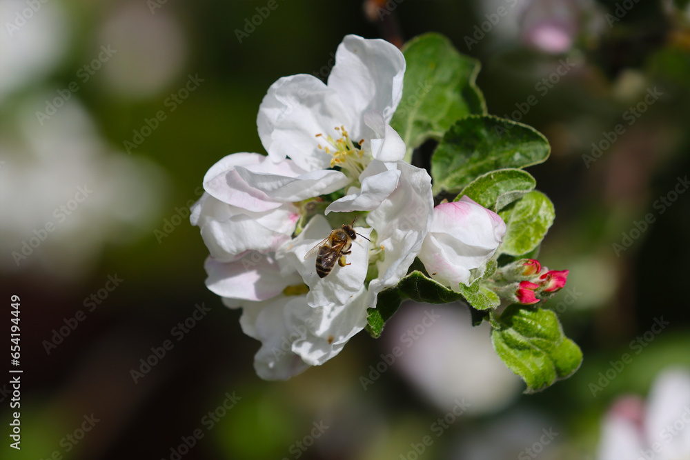 Obraz premium Flowering apple tree.