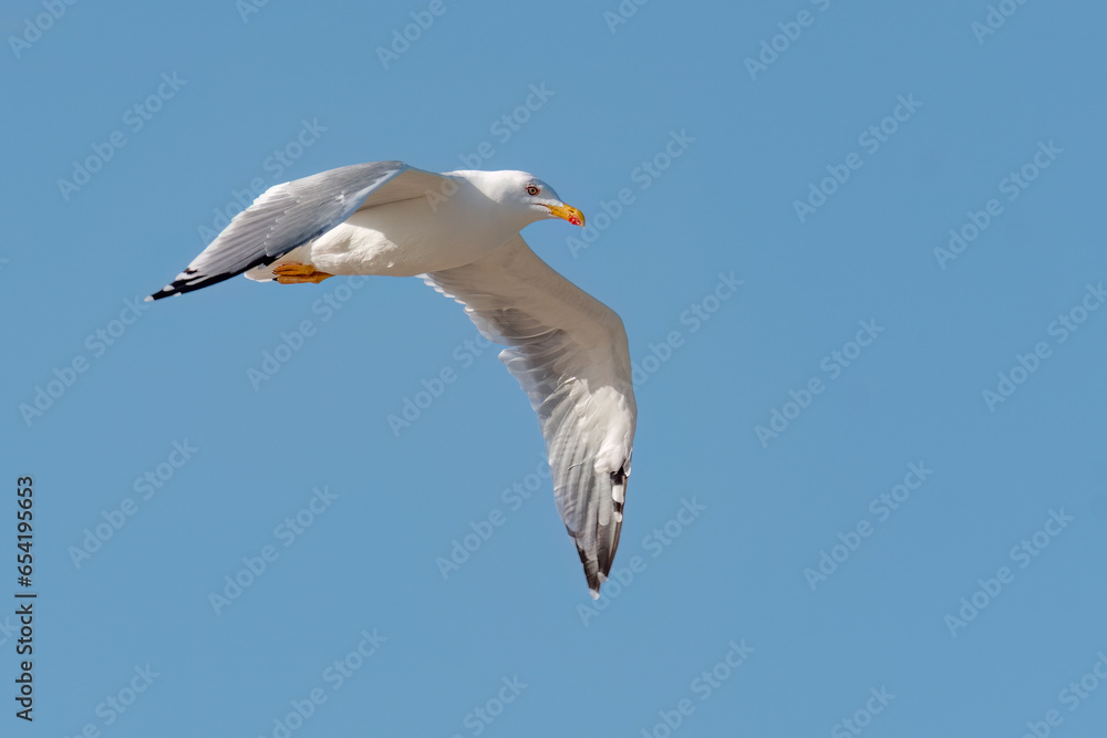 Yellow-legged gull flying in the sky Yellow-legged gull flying in the sky