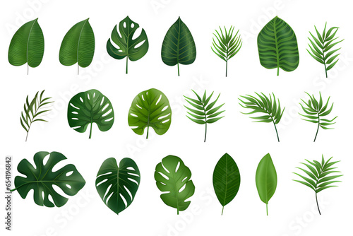 Set of Green Monstera Palm and Tropical Plant Leaf Isolated on White Background for Design Elements, Flat Lay.