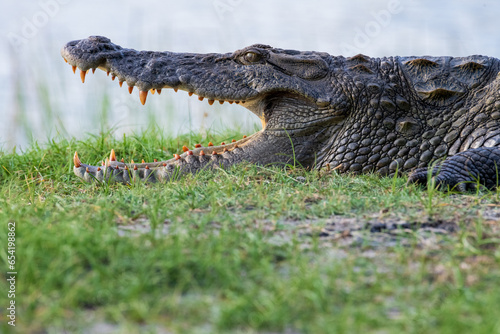 alligator with open jaws