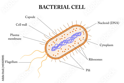 Structere of a bacterial cell. Diagram.