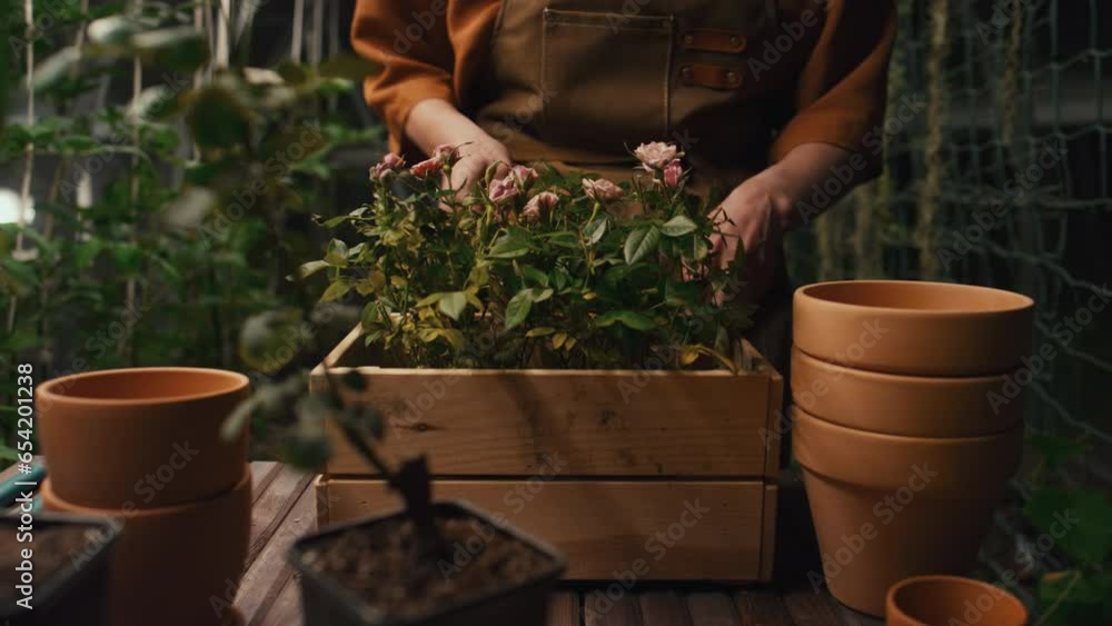 Cropped shot of unrecognizable person putting wooden box with flowers on table in hothouse Cropped shot of unrecognizable person putting wooden box with flowers on table in hothouse