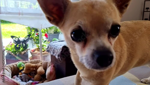 Little Chihuahua Lady on the Couch.  photo