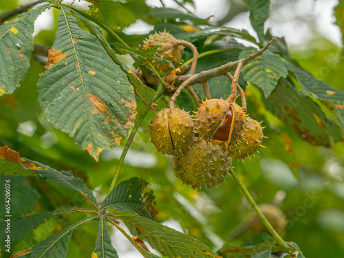 Nahaufnahme reifer Kastanien in ihrer Fruchthülle an einem Ast der Rosskastanie (Aesculus hippocastanum). photo