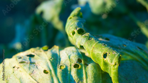 cabbage leaf close up