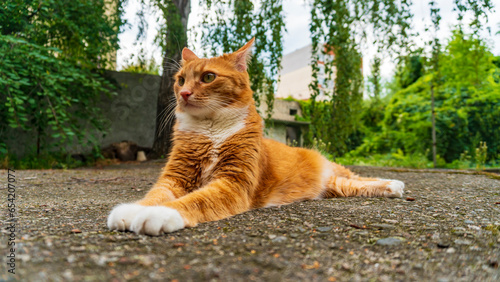red cat on the asphalt close-up