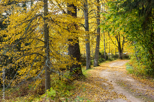 Autumn forest with hiking trail or road with golden tree leaves