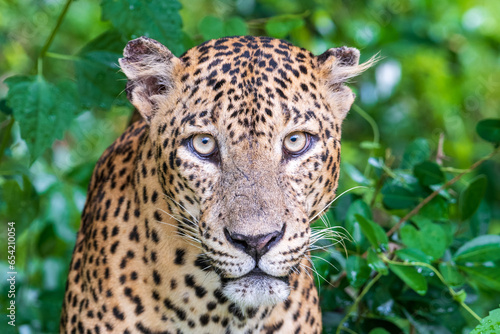 Portrait of leopard