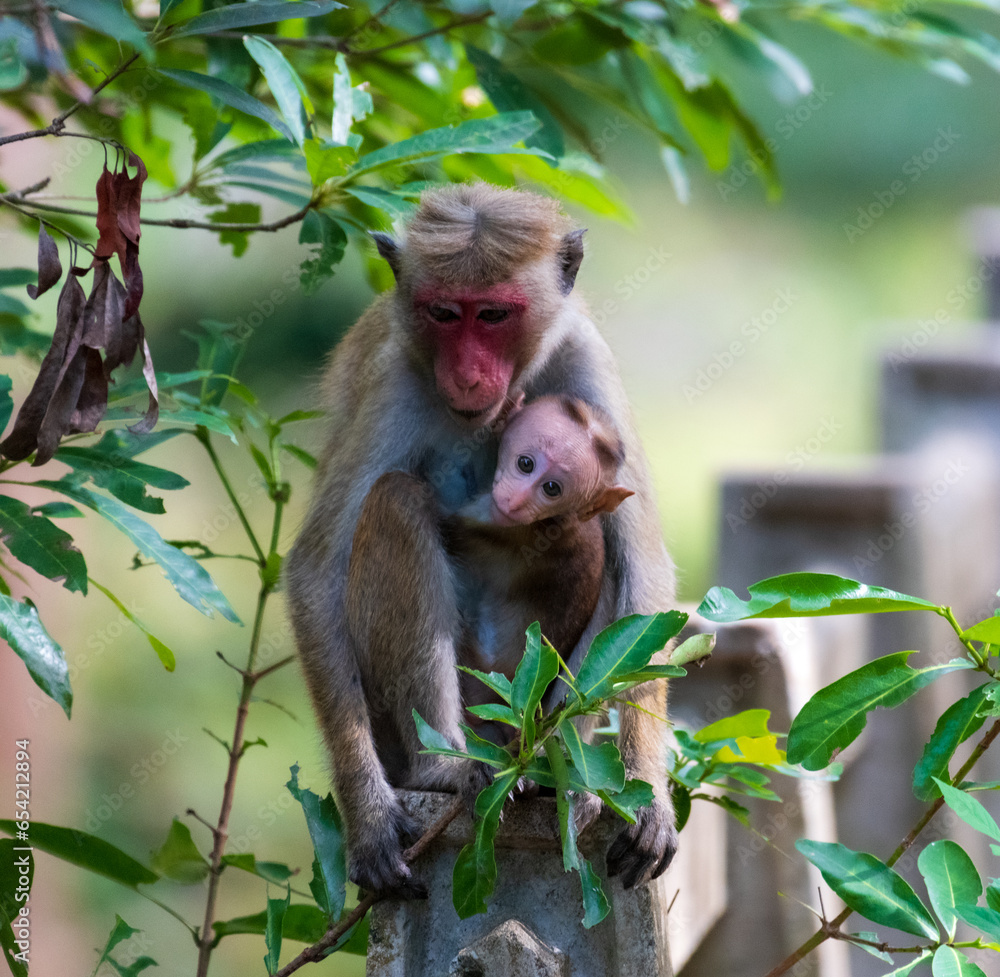 japanese macaque with baby sitting on a branch japanese macaque with baby sitting on a branch