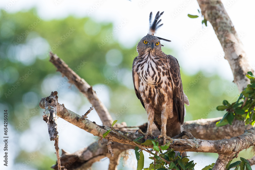 Obraz premium red tailed hawk perched on a branch
