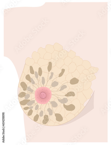 Internal structure of woman breast and nipple realistic drawing. Part of breast of light skin female with mammary glands, nipple, areola and Montgomery's glands represented.