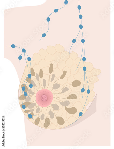 Internal structure of woman breast and lymph nodes realistic drawing. Part of breast of light skin female with mammary glands, nipple, areola and Montgomery's glands represented.