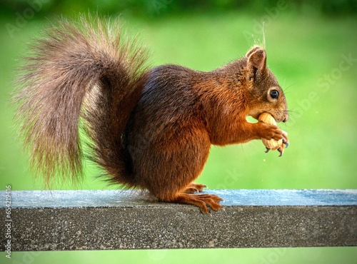 squirrel in the park