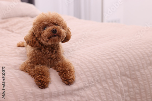 Cute Maltipoo dog on soft bed at home, space for text. Lovely pet