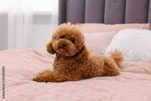 Cute Maltipoo dog on soft bed at home. Lovely pet