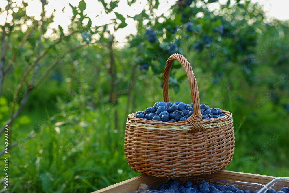 Tasty ripe blueberries on farm, space for text. Seasonal berries Tasty ripe blueberries on farm, space for text. Seasonal berries