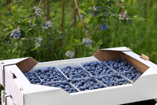 Box with containers of fresh blueberries outdoors. Seasonal berries