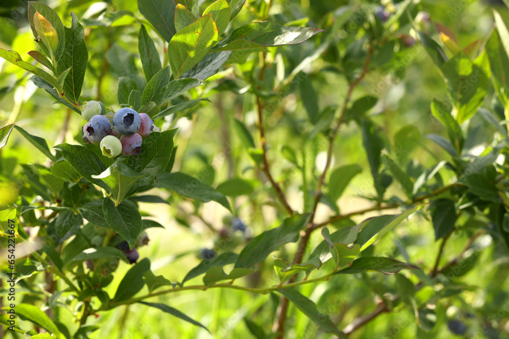 Bush of wild blueberry with berries growing outdoors on sunny day, space for text Bush of wild blueberry with berries growing outdoors on sunny day, space for text