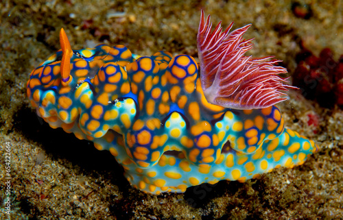 Miamira nudibranch photo