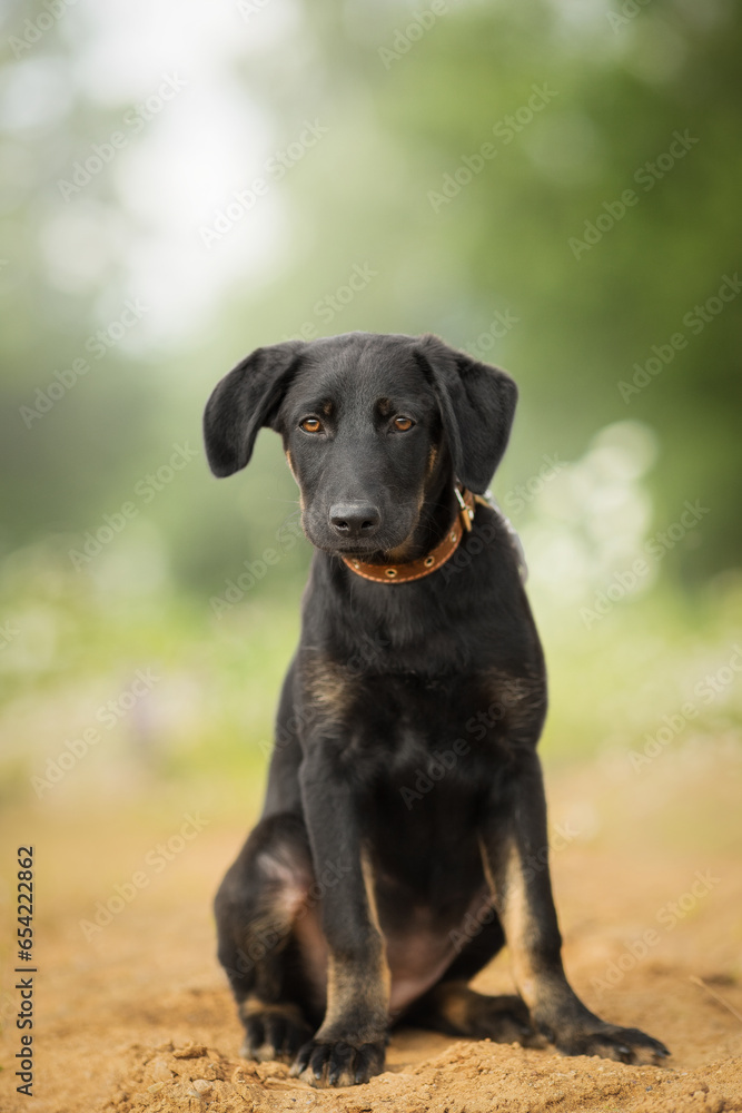 small black dog portrait in nature on sand