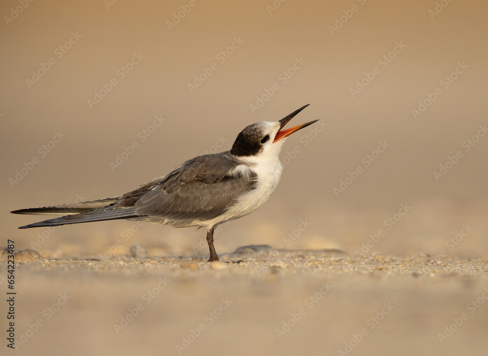 A hungry juvenile White-cheeked Tern calling for food A hungry juvenile White-cheeked Tern calling for food