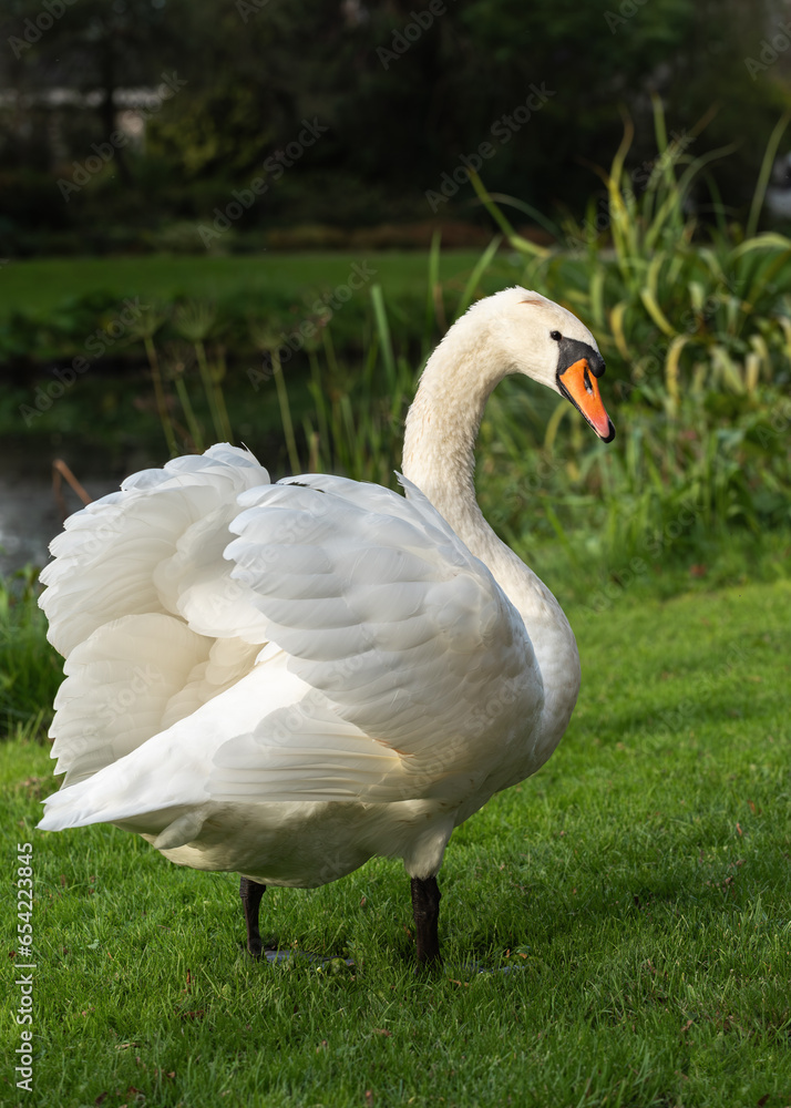 An adult mute swan (Cygnus olor) stands by the water on the mowed lawn of the park An adult mute swan (Cygnus olor) stands by the water on the mowed lawn of the park