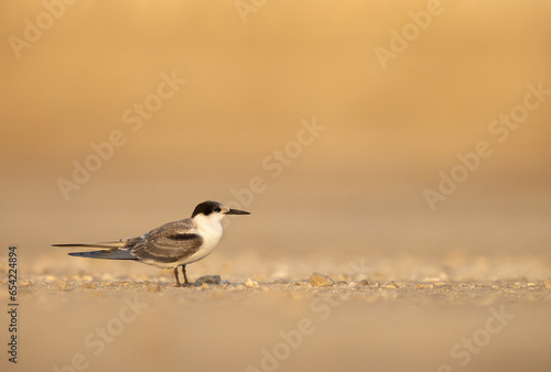 A juvenile White-cheeked Tern perched on the ground at Tubli, Bahrain